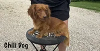 AKC Parker, a male Miniature Dachshund for sale in Bonne Terre, MO – 10 of 10