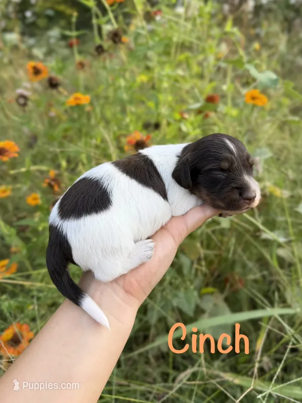 AKC Cinch  – Miniature Dachshund puppy for sale in Bonne Terre, MO