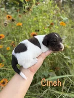 AKC Cinch , a male Miniature Dachshund for sale in Bonne Terre, MO – 1 of 8