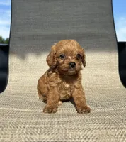 APRI August , a male Cavapoo for sale in Bonne Terre, MO – 4 of 8