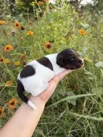 AKC Cinch , a male Miniature Dachshund for sale in Bonne Terre, MO – 6 of 8