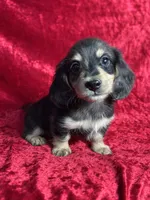AKC Scout , a male Miniature Dachshund for sale in Bonne Terre, MO – 8 of 8