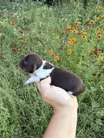 AKC Loretta , a female Miniature Dachshund for sale in Bonne Terre, MO – 7 of 10