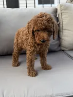 Holden , a male Poodle - Miniature  for sale in Bonne Terre, MO – 8 of 10