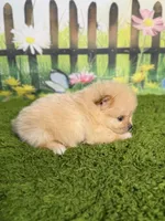 AKC Pebbles, a male Pomeranian for sale in Bonne Terre, MO – 8 of 8