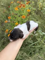 AKC Cinch , a male Miniature Dachshund for sale in Bonne Terre, MO – 5 of 8