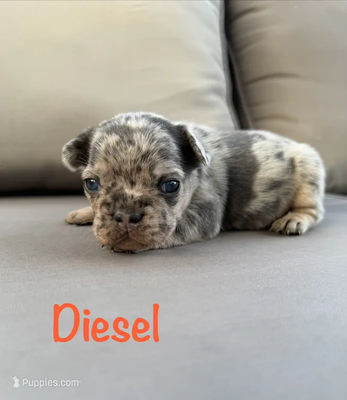 AKC Diesel  – French Bulldog puppy for sale in Bonne Terre, MO