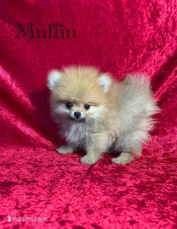 AKC Muffin – Pomeranian puppy for sale in Bonne Terre, MO