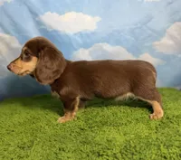 AKC Snickers, a male Miniature Dachshund for sale in Bonne Terre, MO – 3 of 10