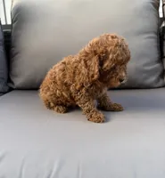 Harper , a female Poodle - Miniature  for sale in Bonne Terre, MO – 4 of 8