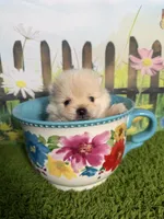 AKC Peanut, a male Pomeranian for sale in Bonne Terre, MO – 4 of 8