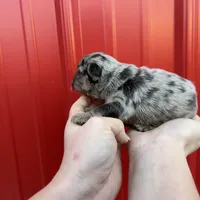 AKC Rory , a male French Bulldog for sale in Bonne Terre, MO – Photo 10 of 10
