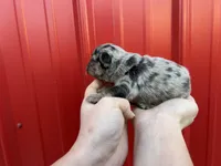 AKC Rory , a male French Bulldog for sale in Bonne Terre, MO – Photo 7 of 7