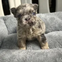 AKC Rory , a male French Bulldog for sale in Bonne Terre, MO – Photo 4 of 10