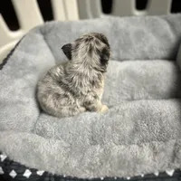 AKC Rory , a male French Bulldog for sale in Bonne Terre, MO – Photo 3 of 10