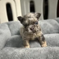 AKC Rory , a male French Bulldog for sale in Bonne Terre, MO – Photo 1 of 10