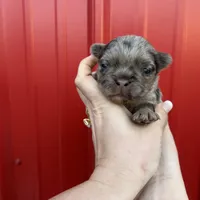 AKC Rory , a male French Bulldog for sale in Bonne Terre, MO – Photo 7 of 10