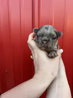 AKC Rory , a male French Bulldog for sale in Bonne Terre, MO – Photo 3 of 7