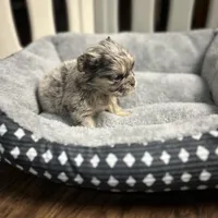 AKC Rory , a male French Bulldog for sale in Bonne Terre, MO – Photo 2 of 10