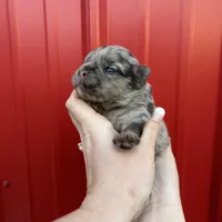AKC Rory , a male French Bulldog for sale in Bonne Terre, MO – Photo 9 of 10