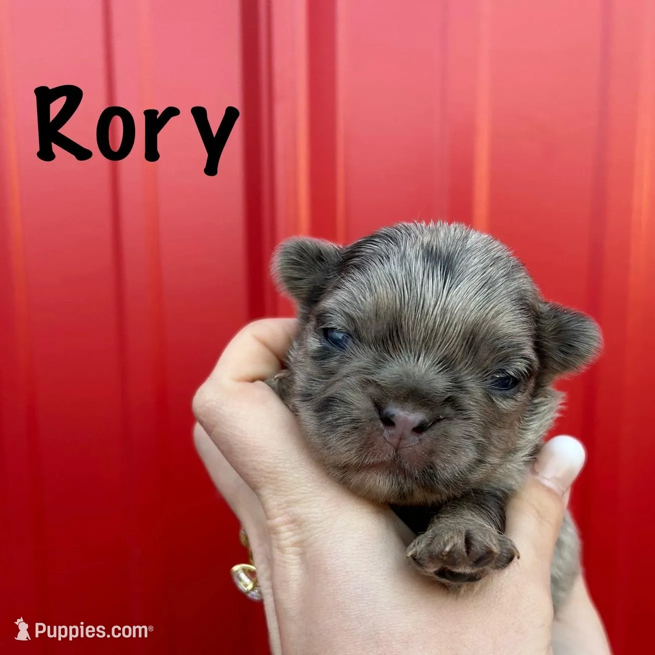 AKC Rory 