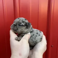 AKC Rory , a male French Bulldog for sale in Bonne Terre, MO – Photo 8 of 10