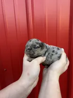 AKC Rory , a male French Bulldog for sale in Bonne Terre, MO – Photo 4 of 7