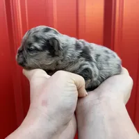 AKC Rory , a male French Bulldog for sale in Bonne Terre, MO – Photo 6 of 10