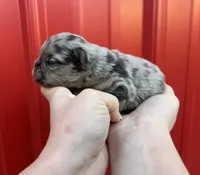 AKC Rory , a male French Bulldog for sale in Bonne Terre, MO – Photo 2 of 7