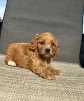 APRI Tucker , a male Cavapoo for sale in Bonne Terre, MO – 4 of 10