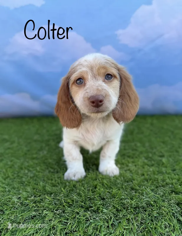 AKC Colter – Miniature Dachshund puppy for sale in Bonne Terre, MO