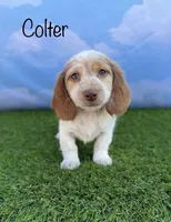 AKC Colter, a male Miniature Dachshund for sale in Bonne Terre, MO – 1 of 10