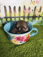 AKC Pip, a male Pomeranian for sale in Bonne Terre, MO – 3 of 10