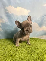 AKC Jett, a male French Bulldog for sale in Bonne Terre, MO – 5 of 8