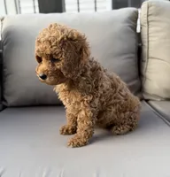 Hazel, a female Poodle - Miniature  for sale in Bonne Terre, MO – 6 of 8