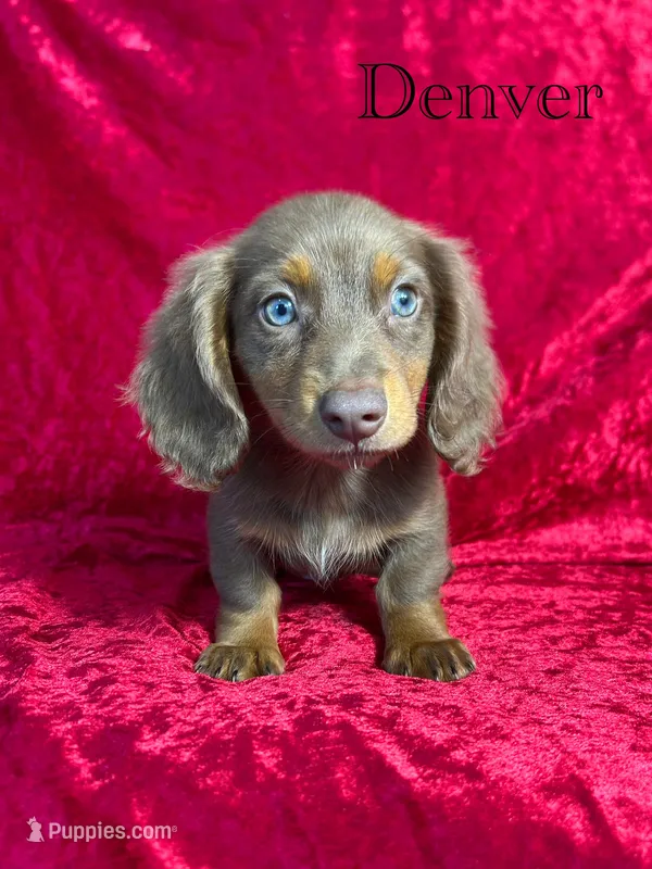 AKC Denver  – Miniature Dachshund puppy for sale in Bonne Terre, MO