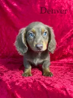 AKC Denver , a male Miniature Dachshund for sale in Bonne Terre, MO – 1 of 10