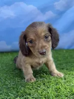 AKC Callie , a female Miniature Dachshund for sale in Bonne Terre, MO – 3 of 10