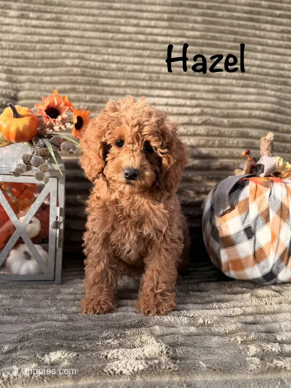 Hazel – Poodle - Miniature  puppy for sale in Bonne Terre, MO