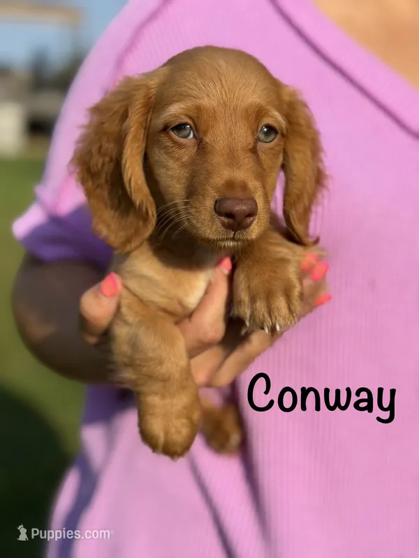 AKC Conway – Miniature Dachshund puppy for sale in Bonne Terre, MO