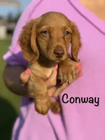 AKC Conway, a male Miniature Dachshund for sale in Bonne Terre, MO – 5 of 10