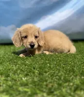 AKC Patton, a male Miniature Dachshund for sale in Bonne Terre, MO – 8 of 10