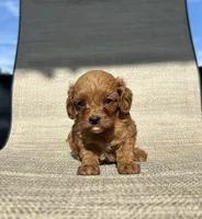 APRI Ace , a male Cavapoo for sale in Bonne Terre, MO – 4 of 5