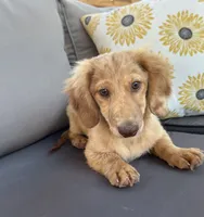 AKC Rowdy , a male Miniature Dachshund for sale in Bonne Terre, MO – 5 of 10