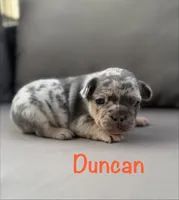 AKC Duncan, a male French Bulldog for sale in Bonne Terre, MO – 5 of 10
