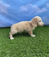 AKC Cash, a male Miniature Dachshund for sale in Bonne Terre, MO – 2 of 9