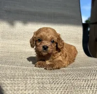 APRI August , a male Cavapoo for sale in Bonne Terre, MO – 7 of 8
