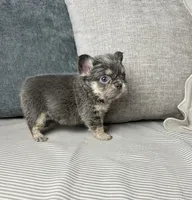 AKC Remi, a female French Bulldog for sale in Bonne Terre, MO – Photo 6 of 6