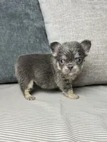 AKC Remi, a female French Bulldog for sale in Bonne Terre, MO – Photo 4 of 6