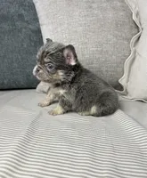 AKC Remi, a female French Bulldog for sale in Bonne Terre, MO – Photo 5 of 6